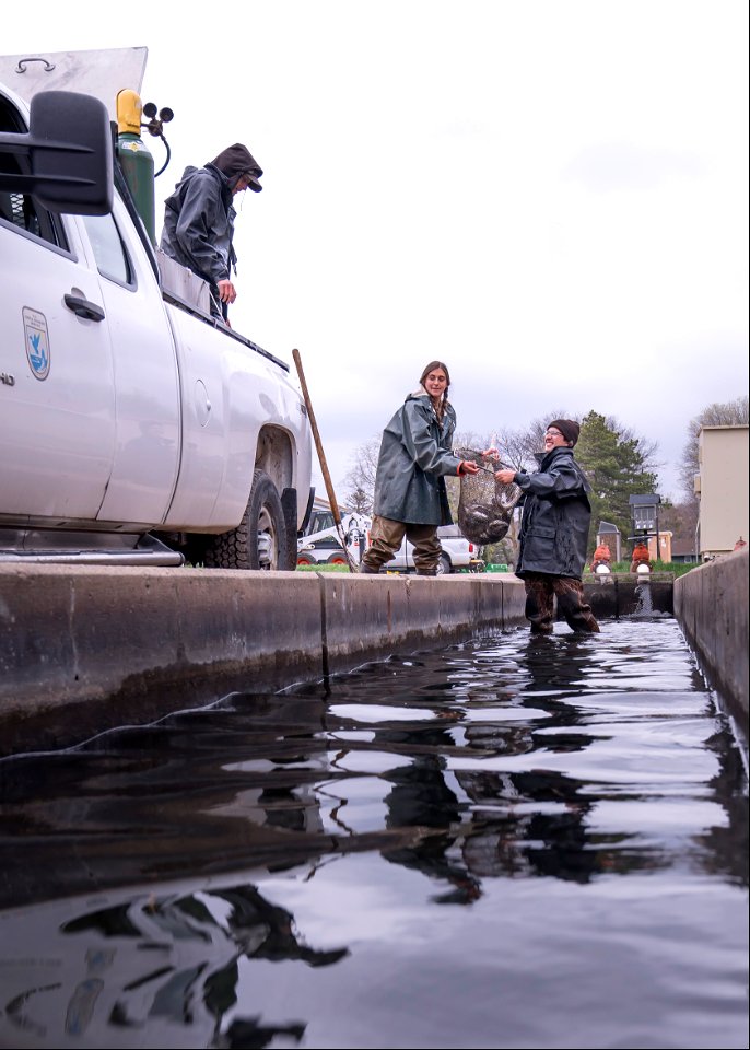 Moving Rainbow Trout to a Raceway