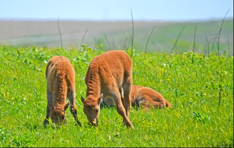 Bison calves grazing at Neal Smith National Wildlife Refuge photo