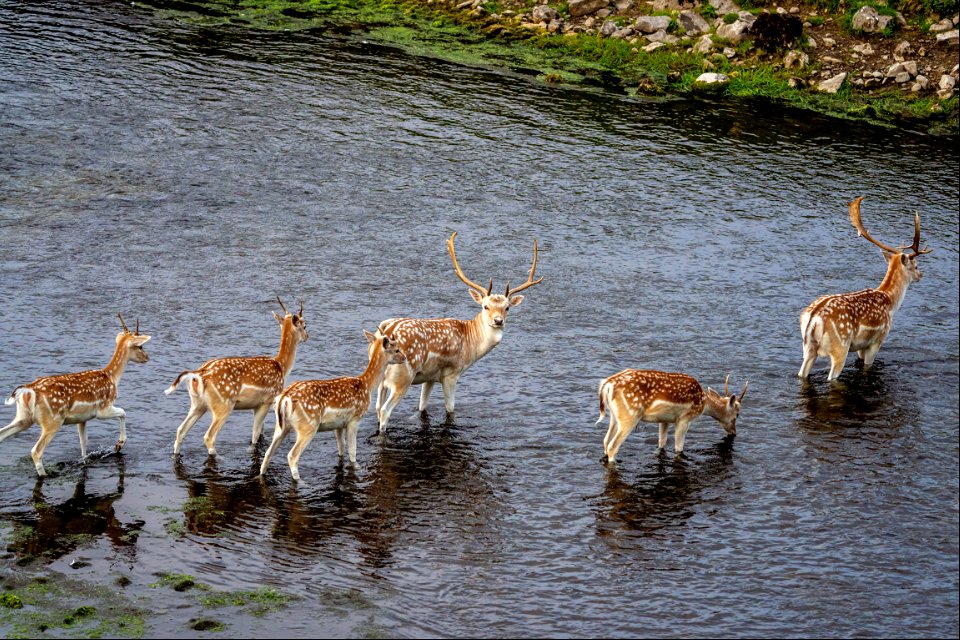 Morning Deer (3 of 4)