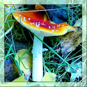 Autumnal Fungi photo