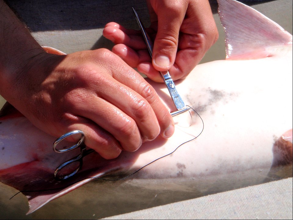 Paddlefish tagging