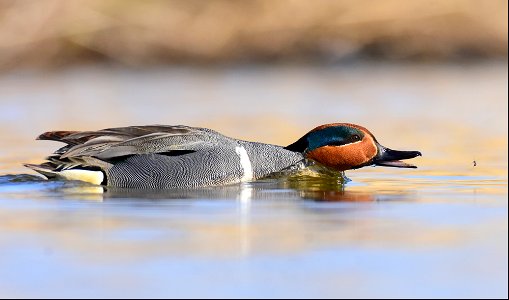 Green-winged teal at Seedskadee National Wildlife Refuge photo