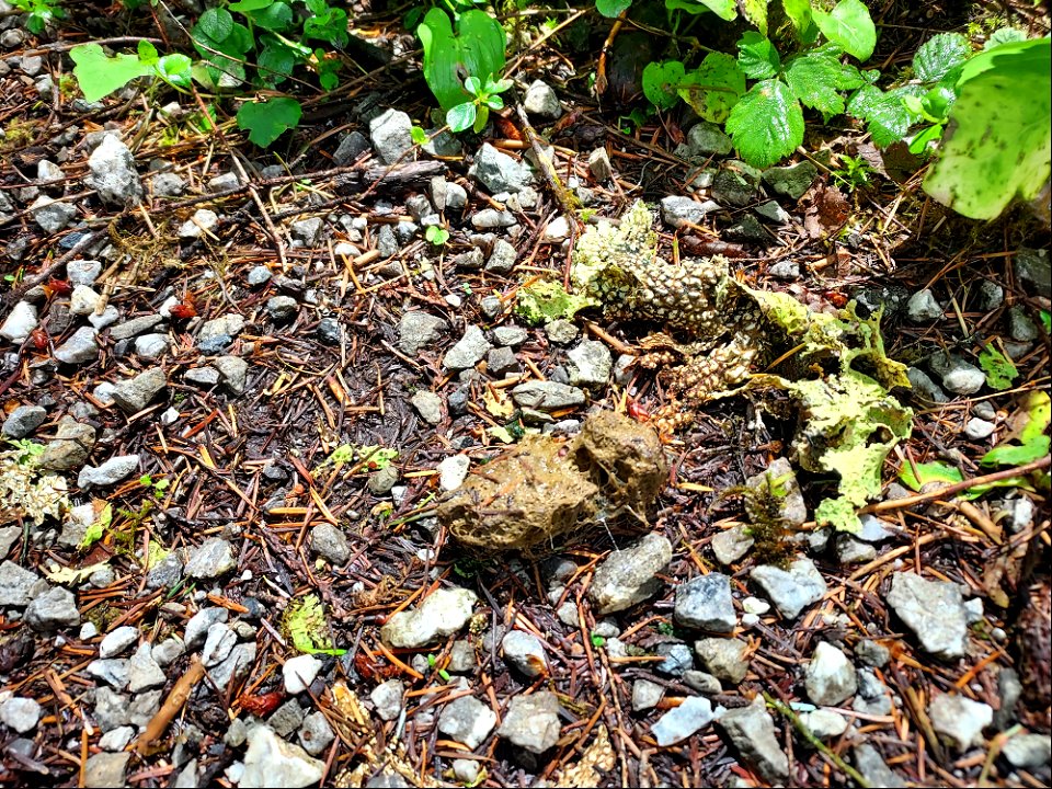 Owl Pellet, Old Sauk Trail, Mt. Baker-Snoqualmie National Forest Photo by Sydney Corral June 16, 2021