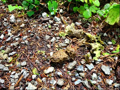 Owl Pellet, Old Sauk Trail, Mt. Baker-Snoqualmie National Forest Photo by Sydney Corral June 16, 2021