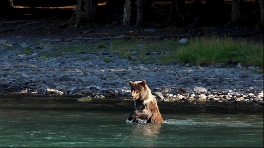 Kenai River bears