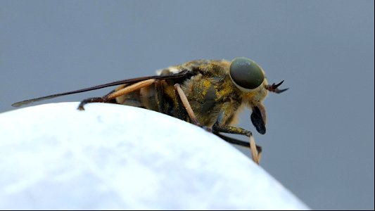 Tabanus sudeticus (Pferdebremse) "Das Monster aus der Tiefe"
