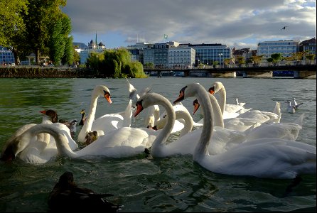 Genève