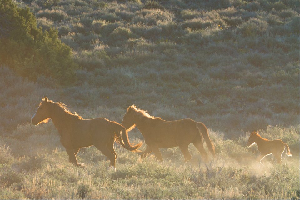 Wild Horses on the Buckhorn Byway