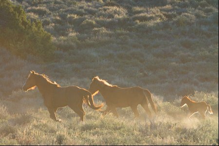 Wild Horses on the Buckhorn Byway