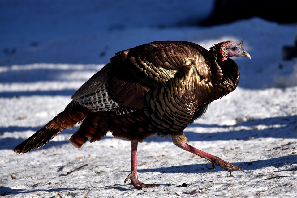 Wild turkey in the snow