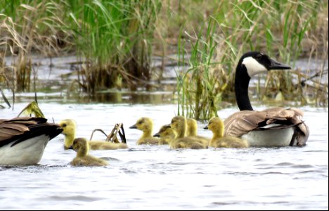 Canada Goose Family photo