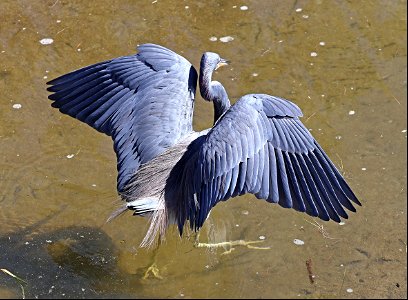 190 - TRI-COLORED HERON (02-12-2023) birding center, south padre island, cameron co, tx -04 photo