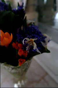 flori_flowers-花卉-2023_0225_155641