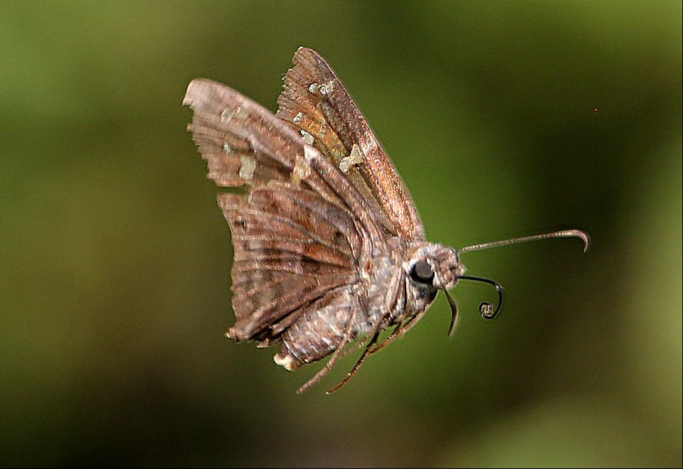 LONGTAIL, DORANTES (Urbanus dorantes) (11-29-2-22) without tail, national buttrerfly center, mission, hidalgo co, tx -01
