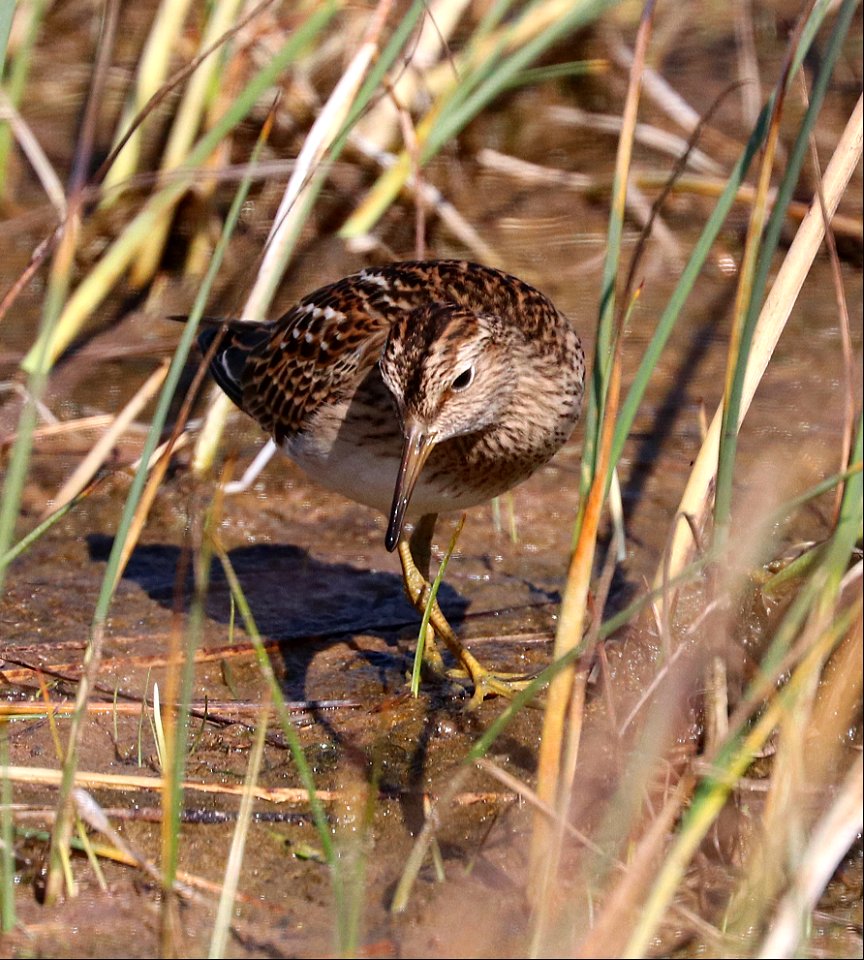 320 - PECTORAL SANDPIPER (9-11-2021) lake tolowa, del norte co, ca -04 adult - Copy