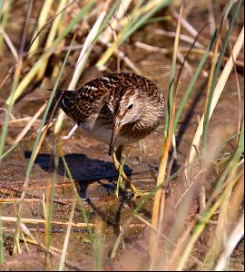 320 - PECTORAL SANDPIPER (9-11-2021) lake tolowa, del norte co, ca -04 adult - Copy
