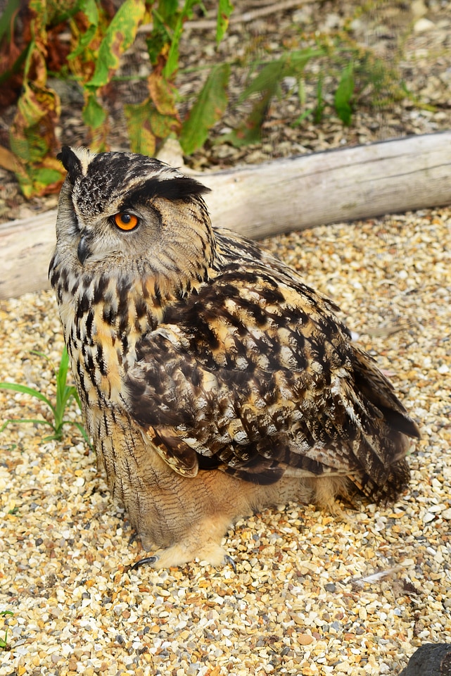 Bubo bubo predator hunter