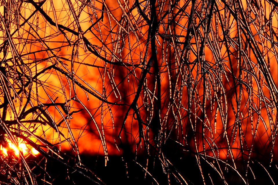 Ice Storm on Trees Huron Wetland Management District