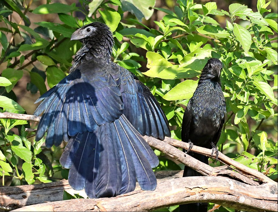 448 - GROOVE-BILLED ANI (12-09-2022) national buttrerfly center, mission, hidalgo co, tx -05