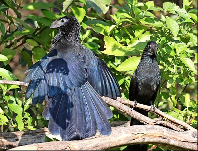448 - GROOVE-BILLED ANI (12-09-2022) national buttrerfly center, mission, hidalgo co, tx -05