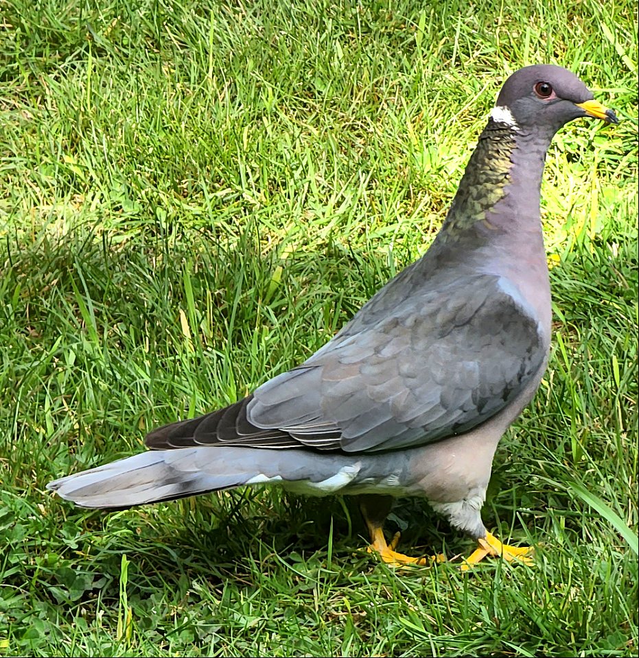 426 - BAND-TAILED PIGEON (05-07-2022) yard, crescent city, del norte co, ca -03