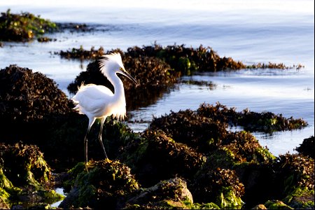 snowy egret with light in eye