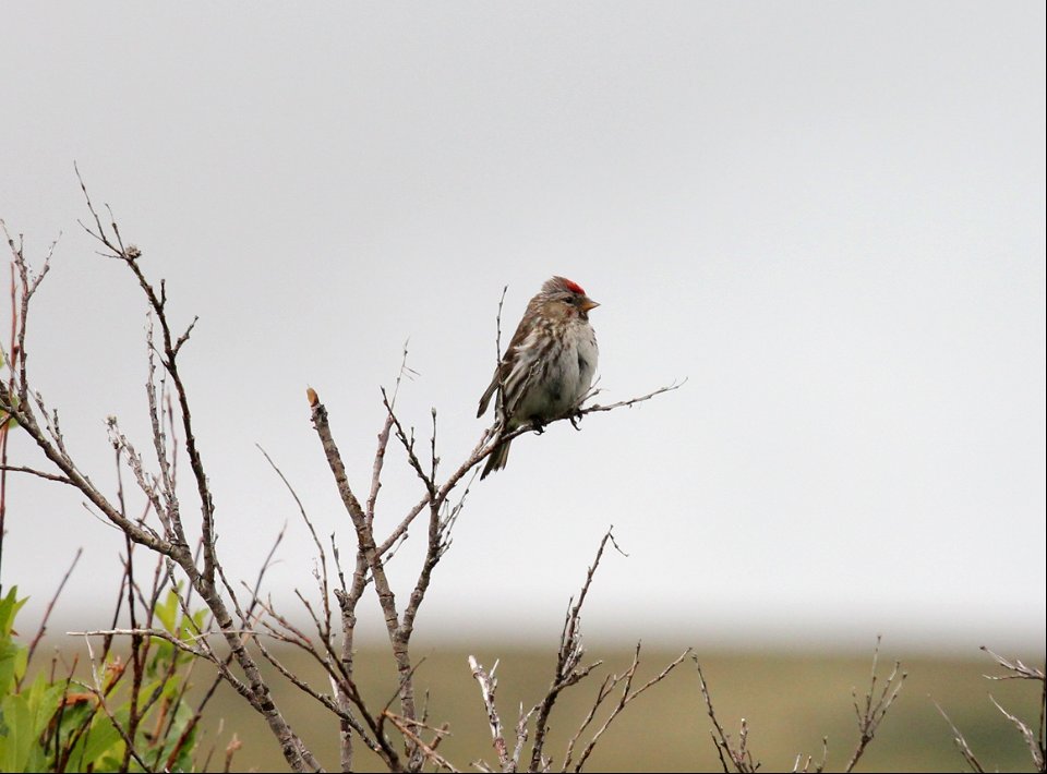 Redpoll photo