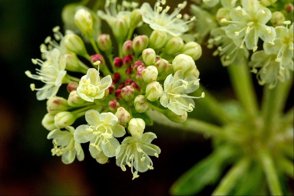 Eriogonum umbellatum var. majus