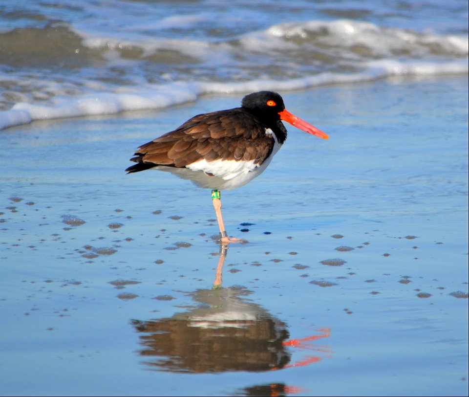 one of our regular American Oysercatcher breeding birds, roosting on South Point