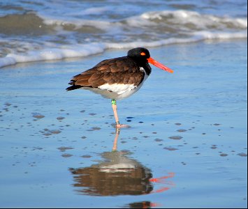 one of our regular American Oysercatcher breeding birds, roosting on South Point