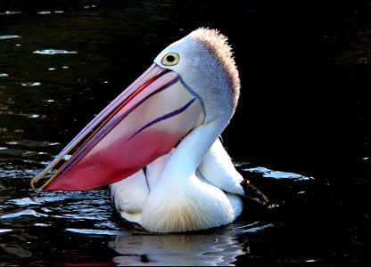 The Pelican. photo