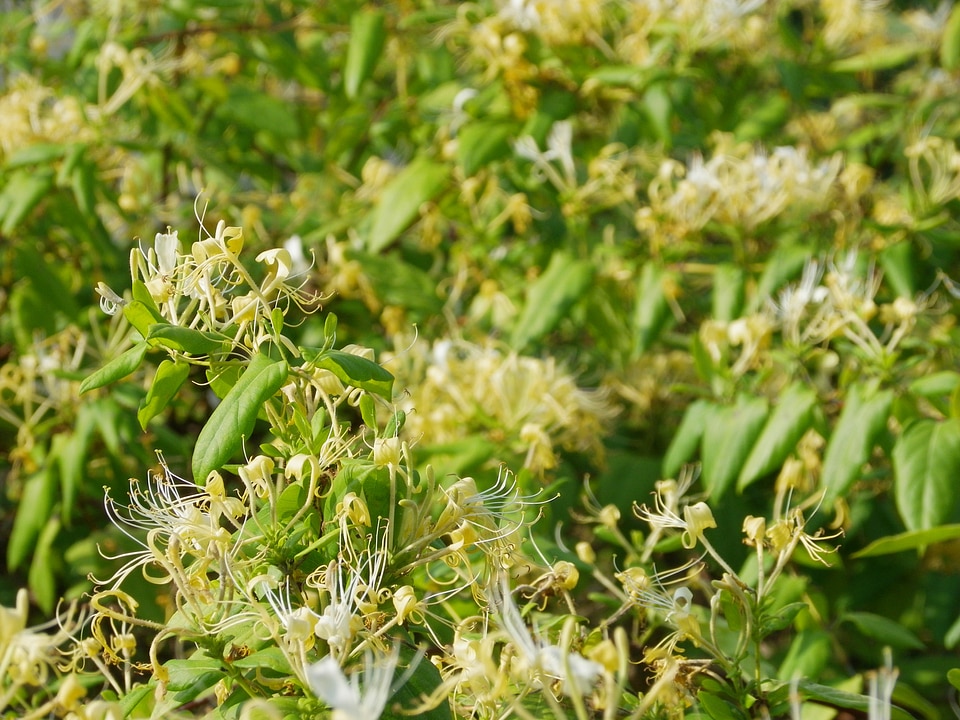 Blossom bloom garden photo