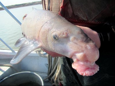 Blue Sucker Capture on the Missouri River photo