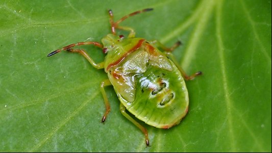 Acanthosoma haemorrhoidale (Stachelwanze) - Nymphe