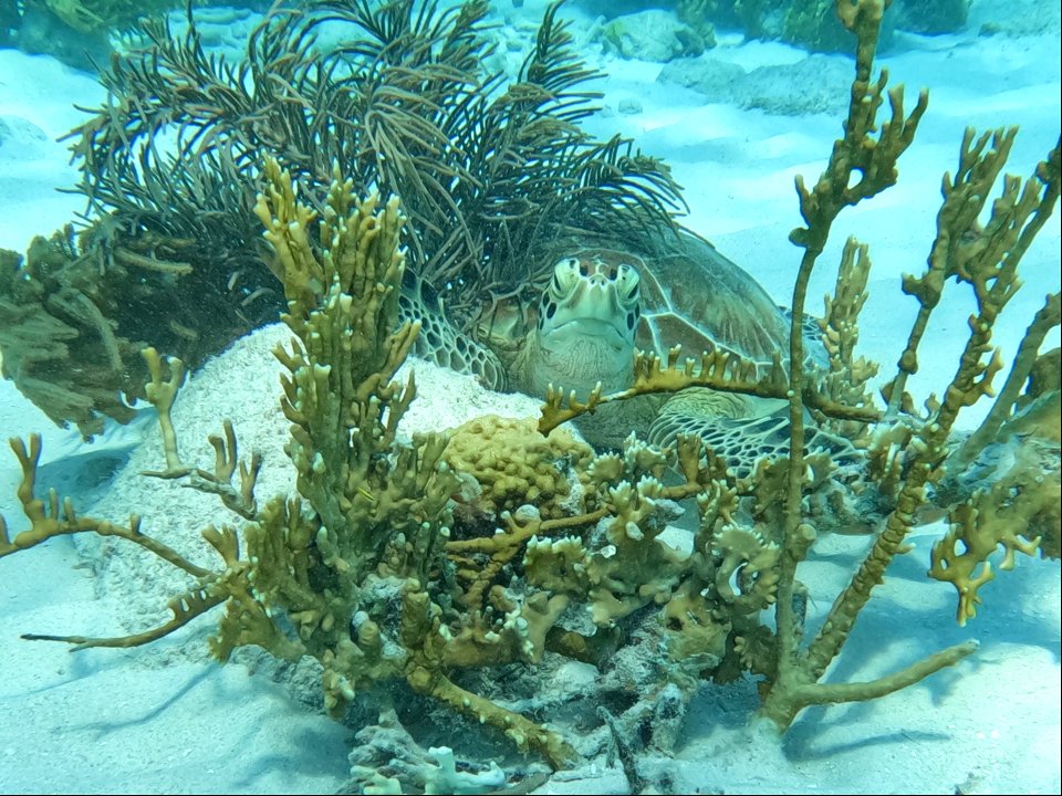 Turtle peakig through coral Red Slave Bonaire.