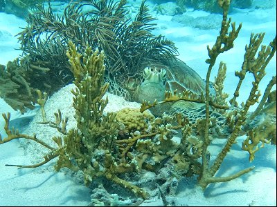 Turtle peakig through coral Red Slave Bonaire. photo