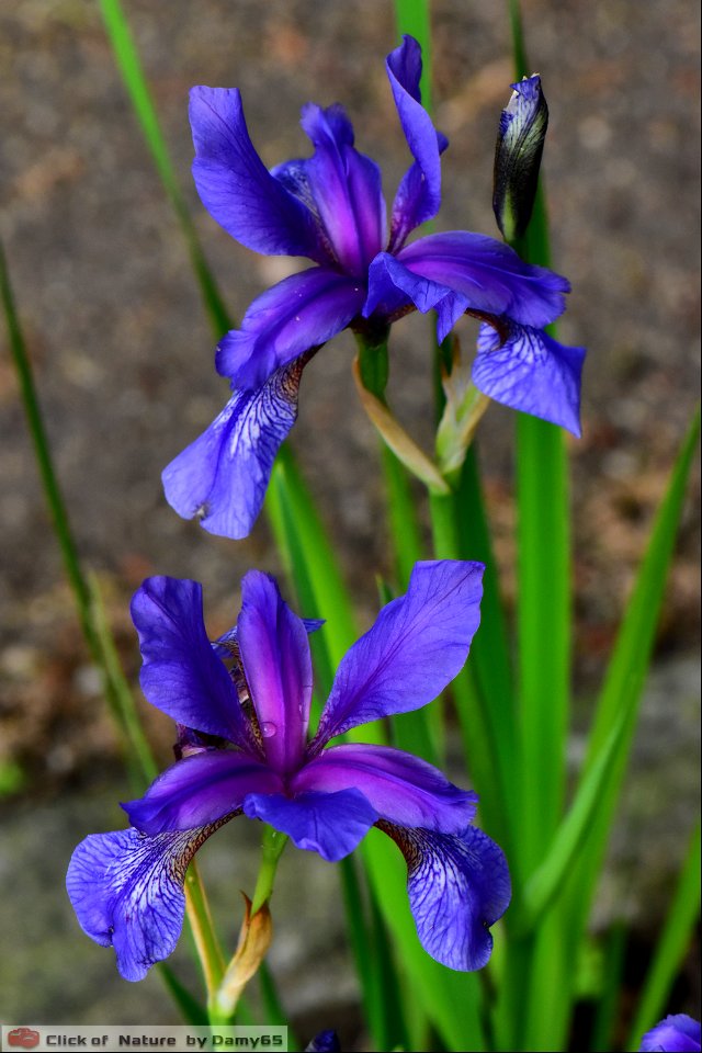 DAM2165 - Iris sibirica L.