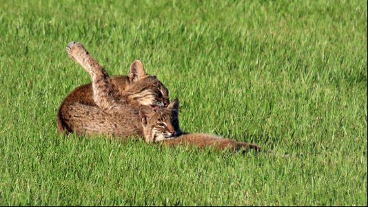 Bobcat Mom and kitten