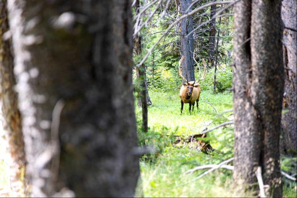 Bull elk through the trees along the Fawn Pass Trail