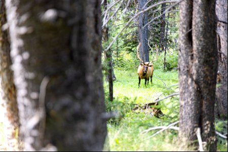 Bull elk through the trees along the Fawn Pass Trail
