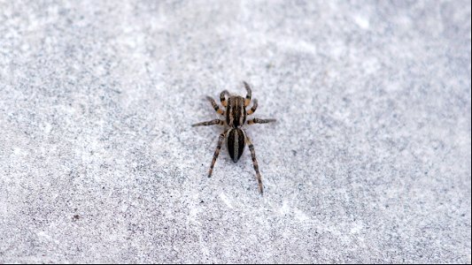 Phlegra fasciata (Gebänderter Bodenspringer)