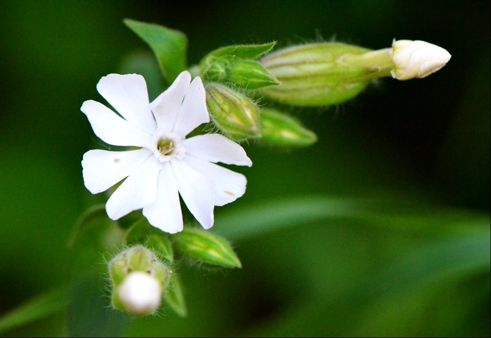 White campion is another yet another weedy plant found throughout the Northern area of the U.S.