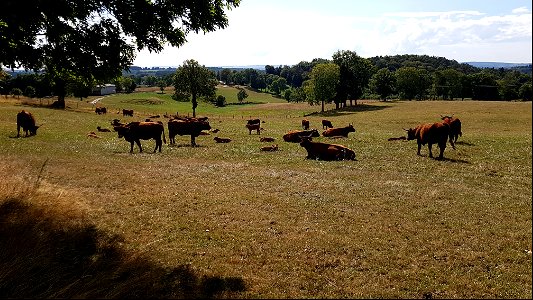Vaches de Salers au pré