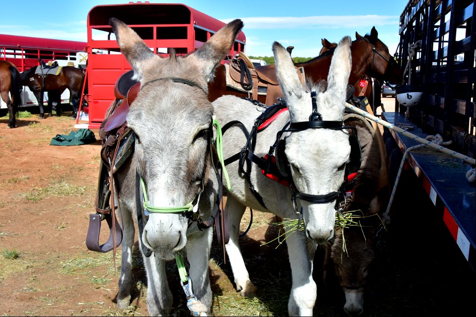 Trained Burros waiting to show