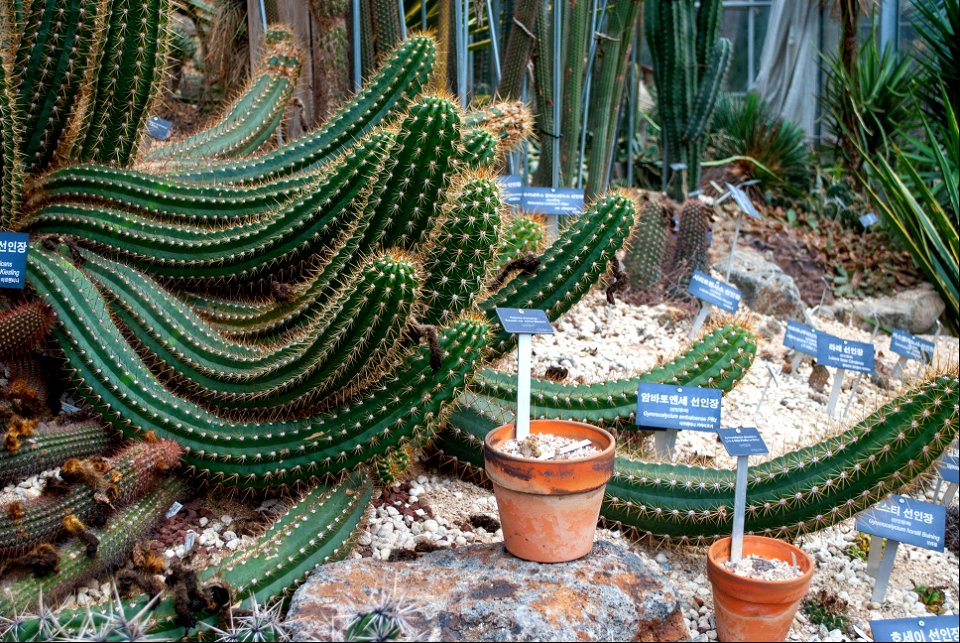 Hantaek Botanical Garden