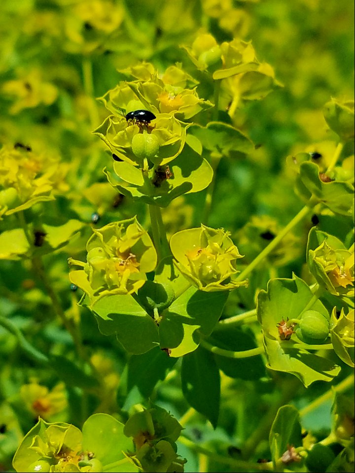 Leafy Spurge and Beetles Lake Andes Wetland Management District South Dakotas