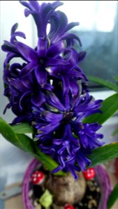 Hyacinth_zambile--2023_0216_161536 photo
