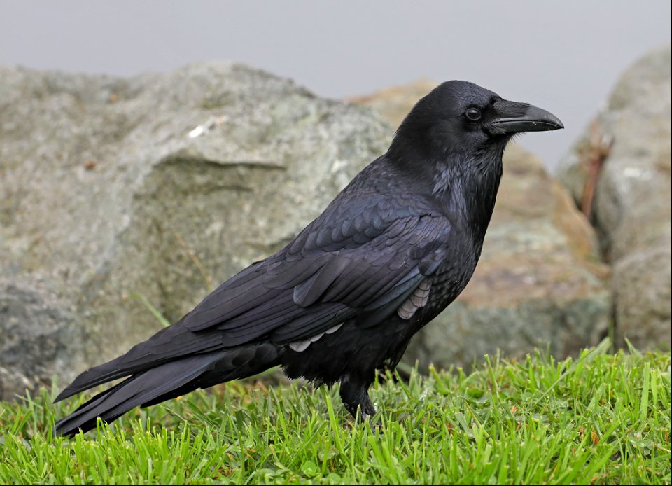653 - COMMON RAVEN (10-29-2021) crescent city, del norte co, ca -01