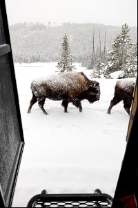 Bison waking alongisde the snowcoach