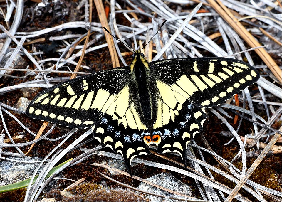 SWALLOWTAIL, ANISE (Papilio zelicaon) (06-06-2022) low divide road, smith river nat rec area, del norte co, ca -01